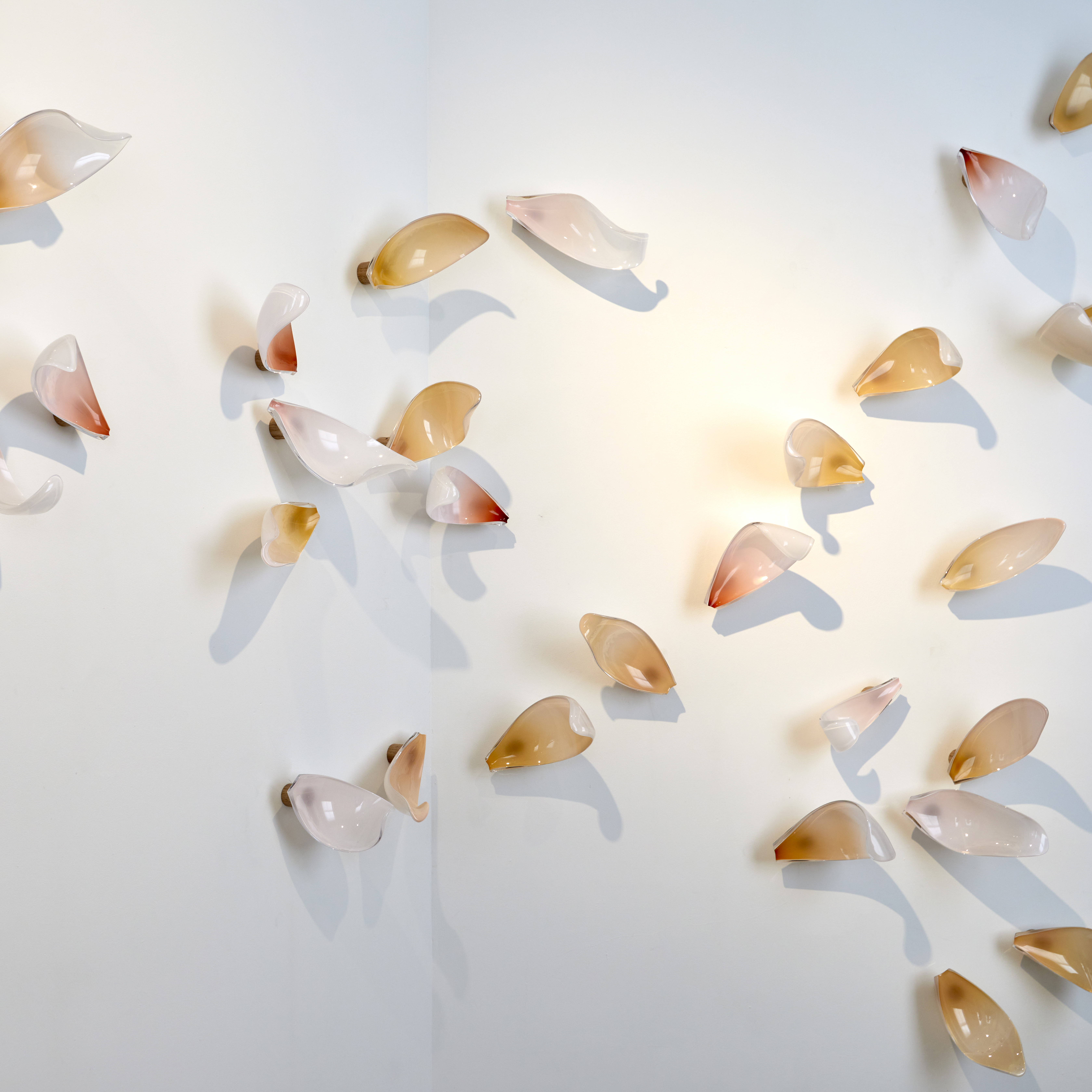 wall mounted sculptural installation consisting of curling and swirling petals in peach pink and white all wall mounted using an oak fitting hand made from blown glass